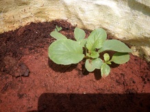 Radishes growing well